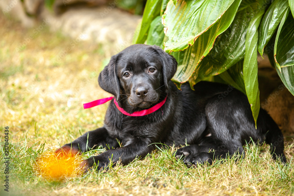 black labrador puppy on the grass black labrador puppy on the grass