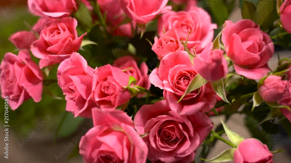 Roses filmed from above Roses filmed from above