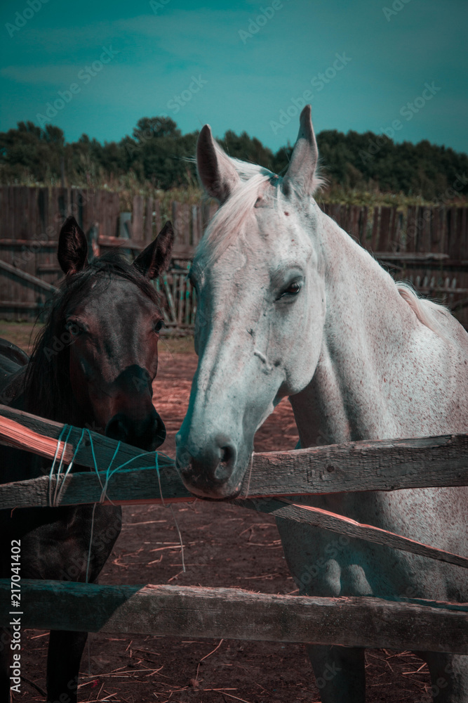 Fototapeta premium horses