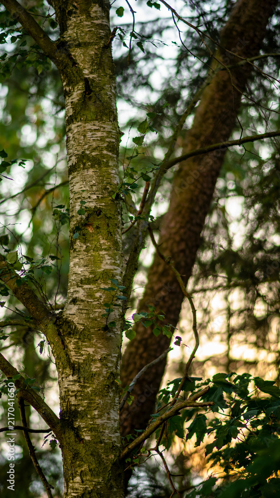 Birke mit Bokeh bei Sonnenuntergang 