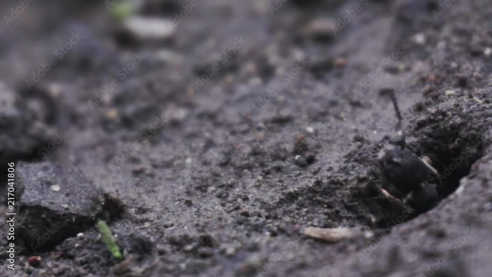 Black ants come out of their hiding holes, macro shot Black ants come out of their hiding holes, macro shot