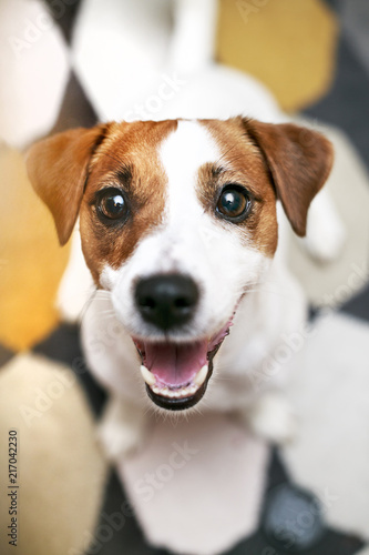 Портрет молодой собаки, породы Джек Рассел терьер, дочь © Nastasya Vetropuzova