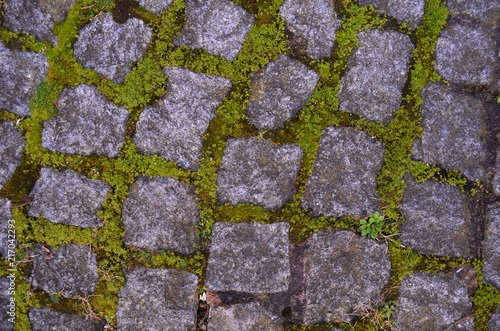 moss growing between cobblestones shot from above photo