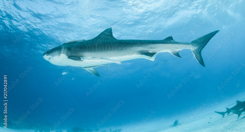 Fototapeta premium Tiger shark at Tigerbeach, Bahamas
