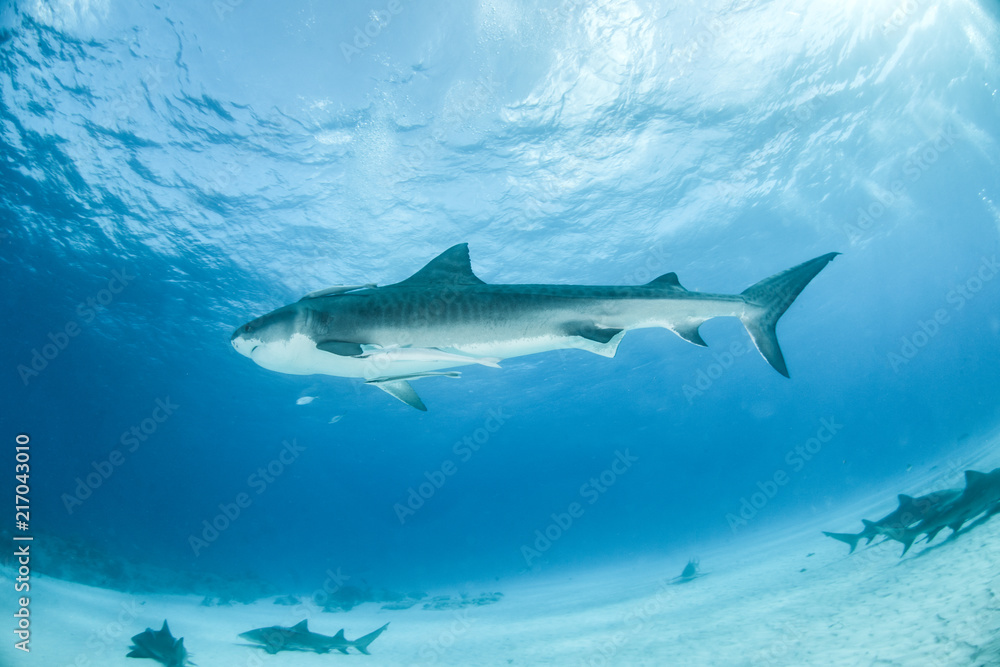 Obraz premium Tiger shark at Tigerbeach, Bahamas