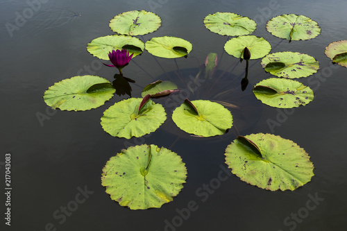 Lily Pads in Pond with Flowers
