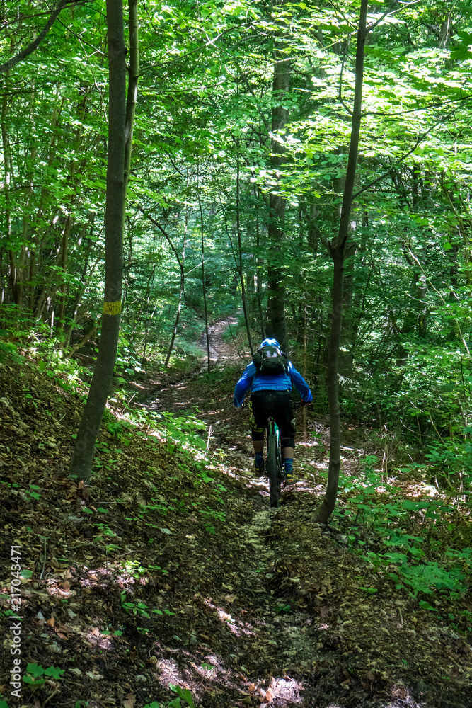 Obraz premium Mountainbiker im Wald Singletrail