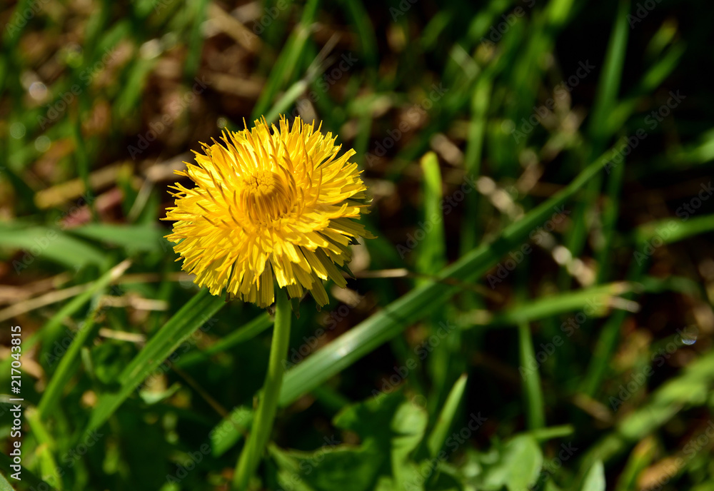 Löwenzahnblüte