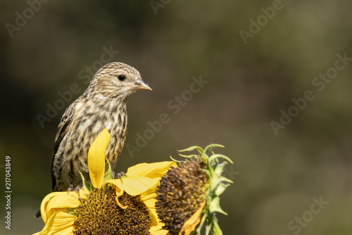 Pine siskin feeding on sunflower;  Wyoming