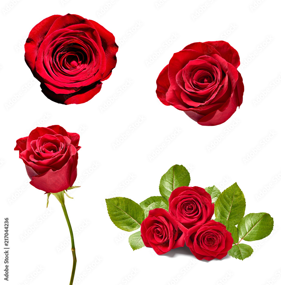 flower rose petal blosspm background flower rose petal blosspm background