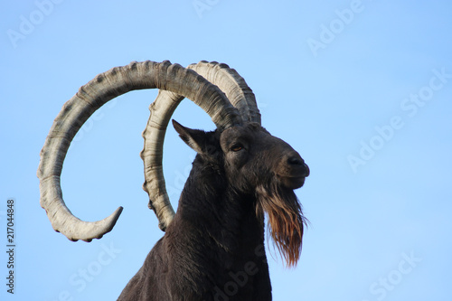 Fototapet Impressive head of a proud Siberian ibex, capra sibirica with huge curved horns