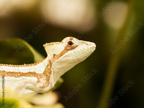 Portrait of Jesus Iguana lizard - Laemanctus serratus photo