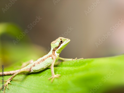 Portrait of Serated Caquehesd Iguana lizard be on the lookout - Laemanctus serratus