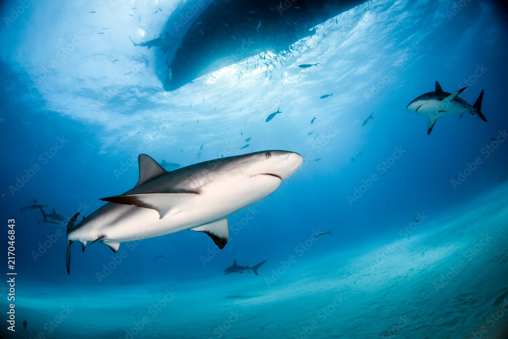 Fototapeta premium Caribbean reef shark at the Bahamas