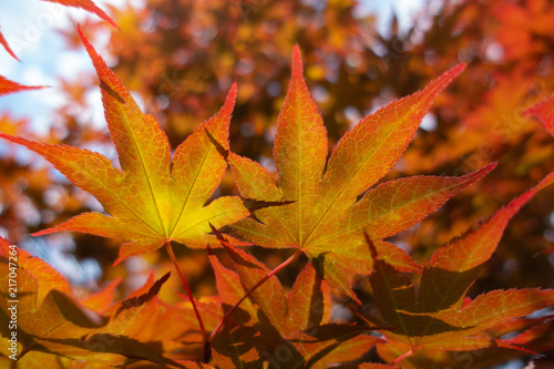Sango kaku Japanese maple leaves on brunch  close up. Autumn Fall time.