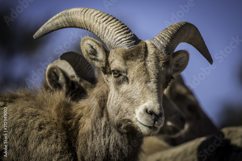 Big Horn Sheep