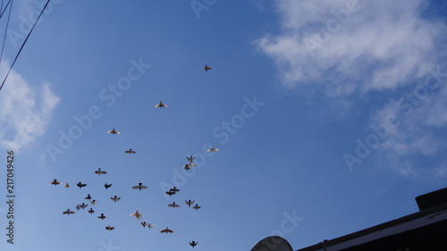 Pigeons flying in the blue sky with clouds view trough roof.