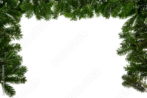 chritmas tree branch on the white background photo