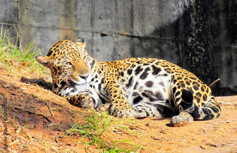 Obraz premium jaguar