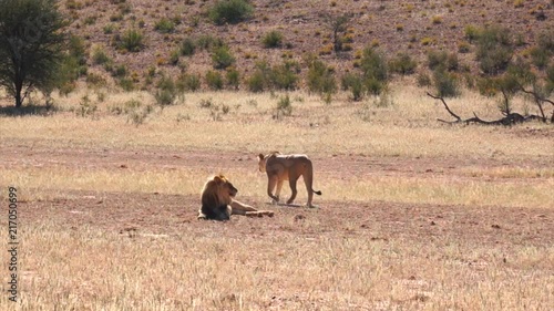 Lions in Kgalagadi Transfortier Park, South Africa. photo