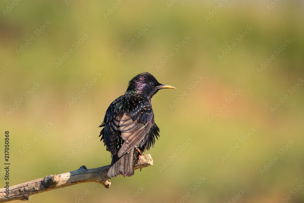 Male european common starling perching on a natural branch outdoor. Male european common starling perching on a natural branch outdoor.