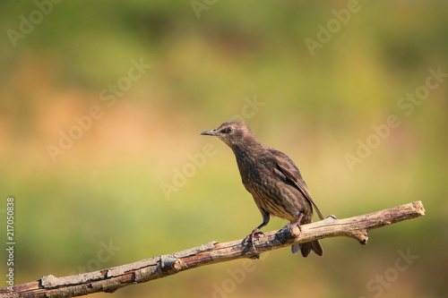 European common starling perching on a natural branch outdoor.