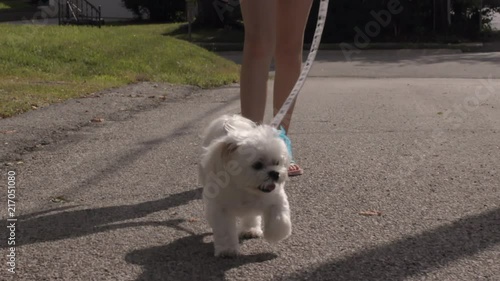 Cute little maltipoo trots along with her best girl in an alley in the summer time. Slow Motion photo