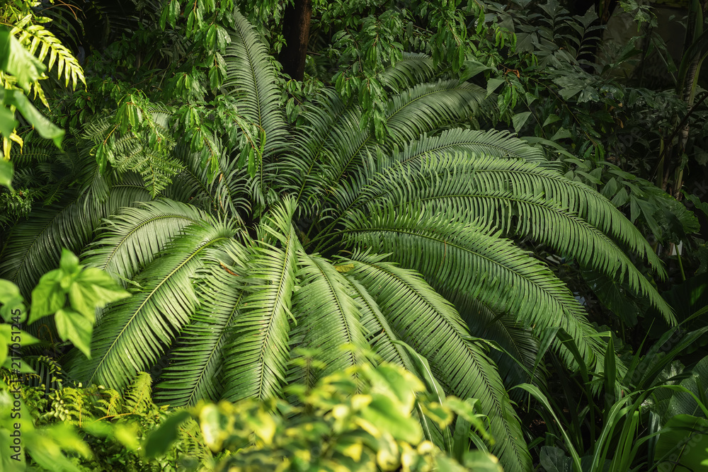 Natural green tropical texture of diffrent bright green leaf, palm tree branches, foliage, fresh exotic botanical pattern. Abstract natural exotic jungle background Natural green tropical texture of diffrent bright green leaf, palm tree branches, foliage, fresh exotic botanical pattern. Abstract natural exotic jungle background