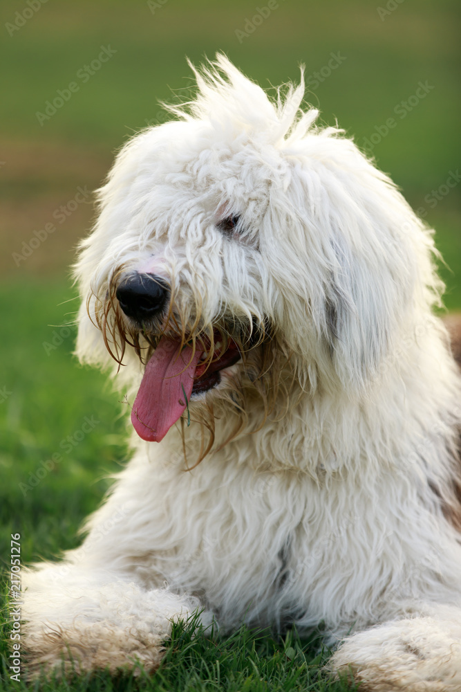 Old English Sheepdog Close-up. Off Leash Dog Park in Northern California.