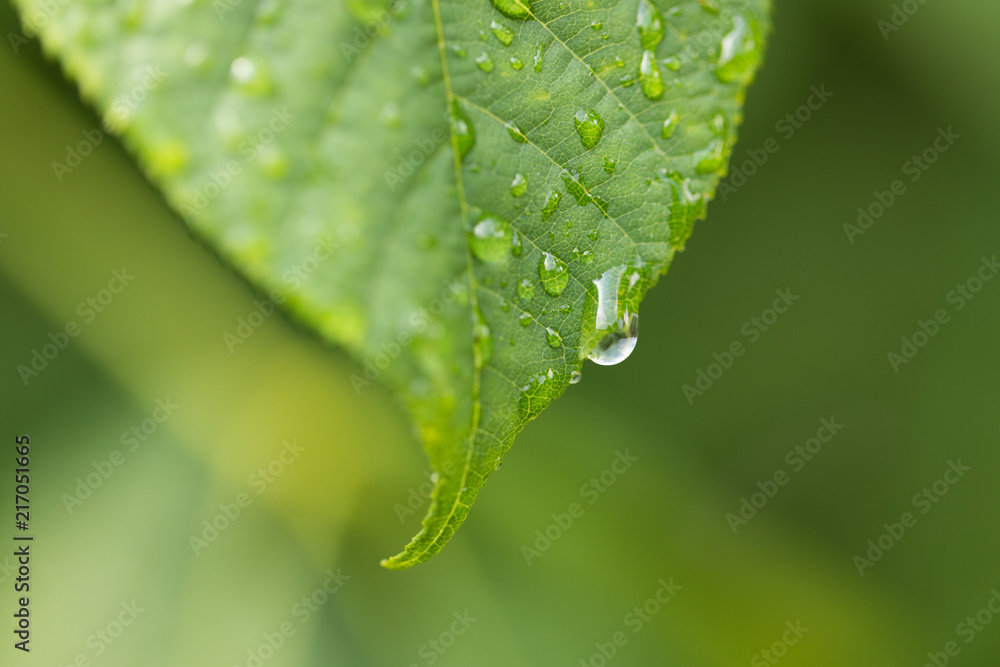 Leaf with drops of Water Leaf with drops of Water