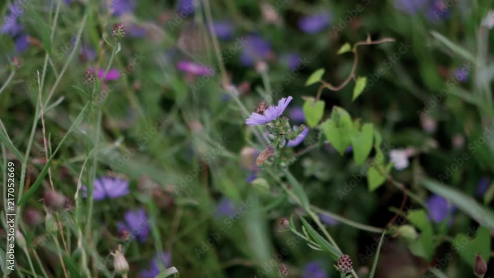 Endangered bee pollinating purple wildflowers Endangered bee pollinating purple wildflowers