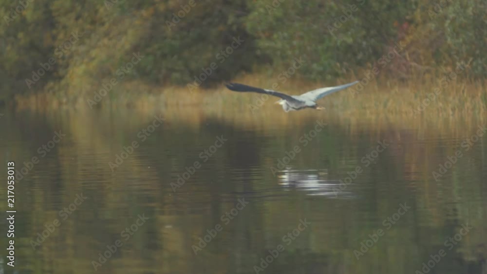 A Grey heron flying low over water reflection wildnerness A Grey heron flying low over water reflection wildnerness