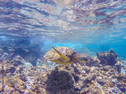 Turtle swimming over the reef