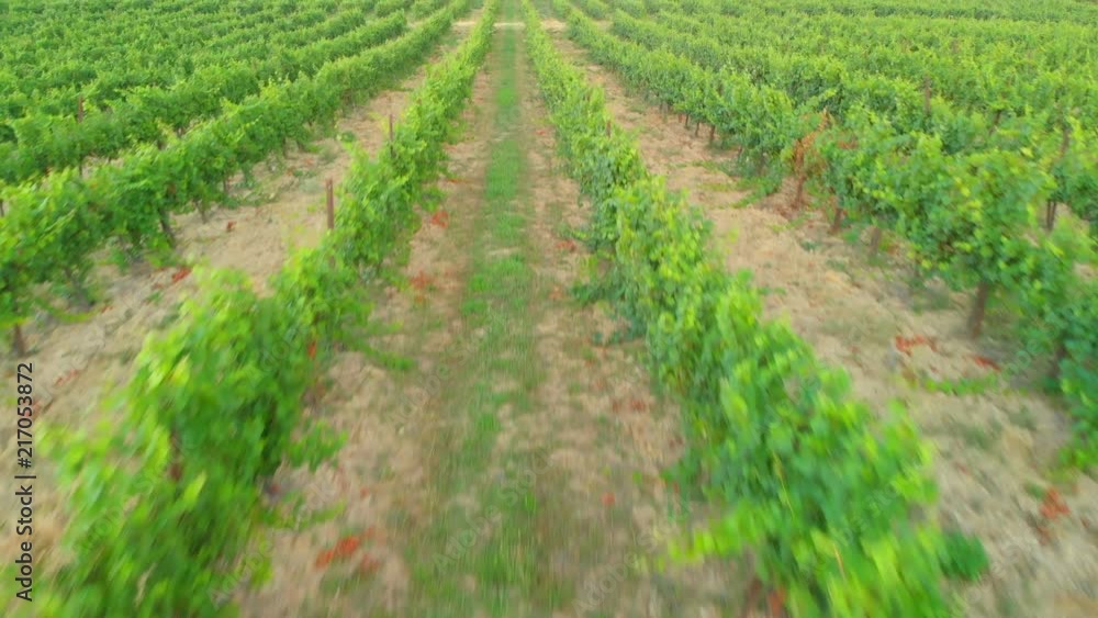 Aerial view of a vineyard hills landscape with roads at sunset Aerial view of a vineyard hills landscape with roads at sunset