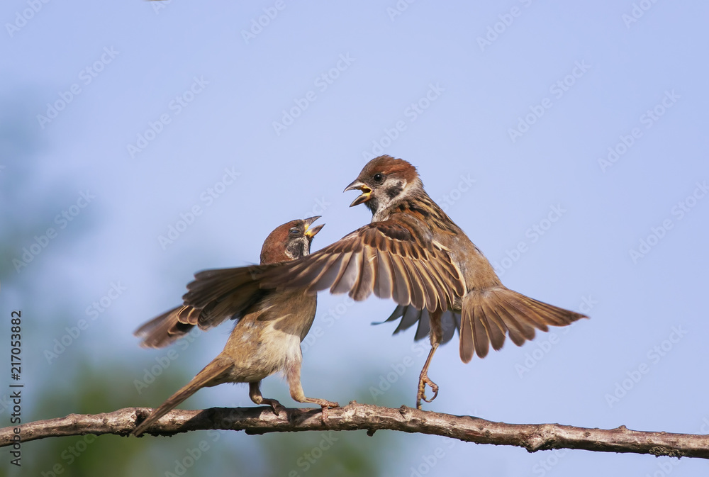 two funny birds sparrows in the spring in the Park on a branch kissing and waving their wings two funny birds sparrows in the spring in the Park on a branch kissing and waving their wings