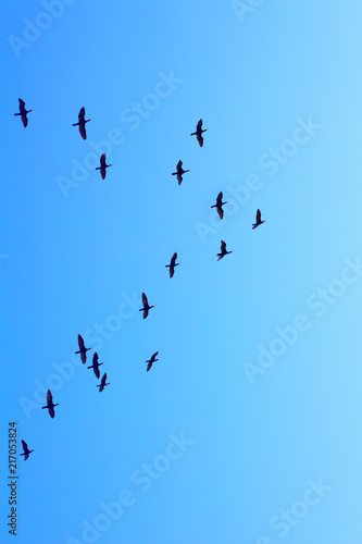 flock of wild ducks flying on the blue sky