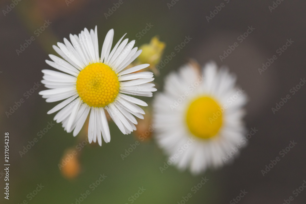 Obraz premium Flower Closeup