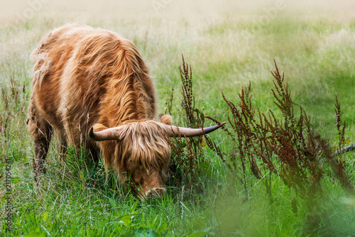 Funny and beautiful hairy highland cow, scottish symbol photo