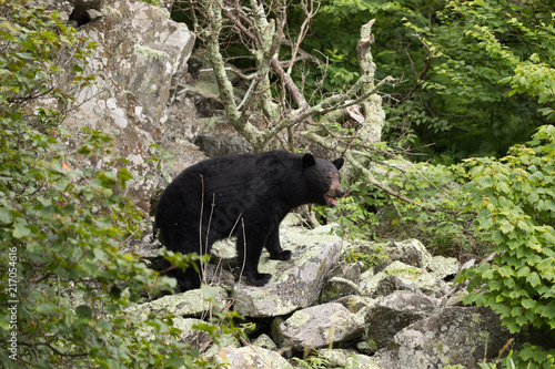 Black Bear Shenandoah National Park