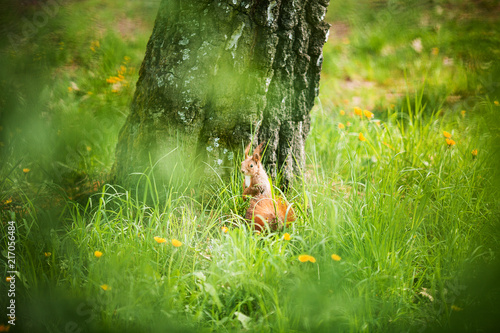 Red Eurasian squirrel running in the park