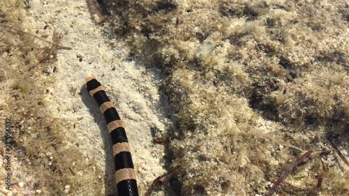 Snake Laticauda of New Caledonia swimming photo