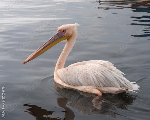 pelican swimming in the sea