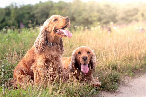 English cocker spaniel in the summer sunlit meadow in the grass.