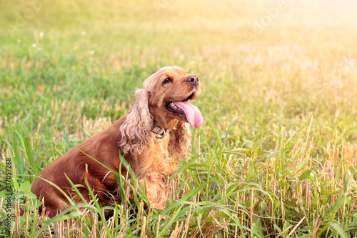 English cocker spaniel in the summer sunlit meadow in the grass.