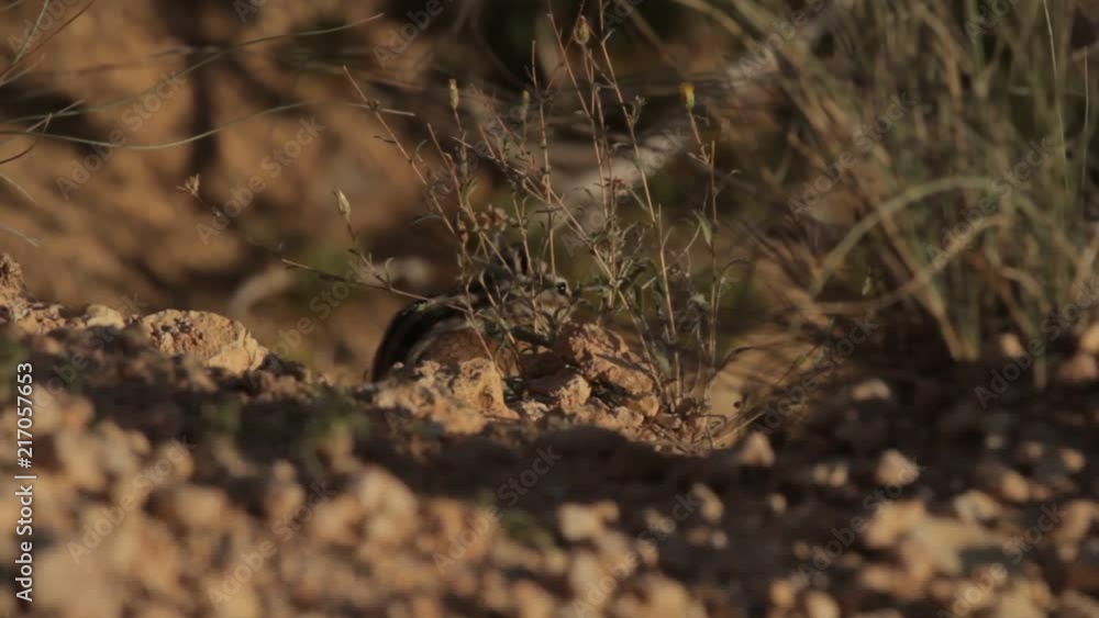Squirrel At The Bryce Canyon, Utah, United States - Native Version