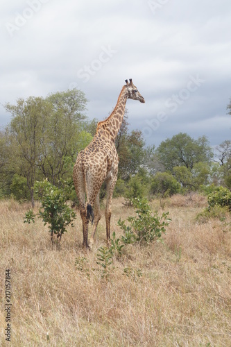Südafrika Giraffe unterwegs