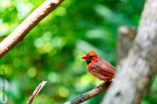 Redbird in Branches