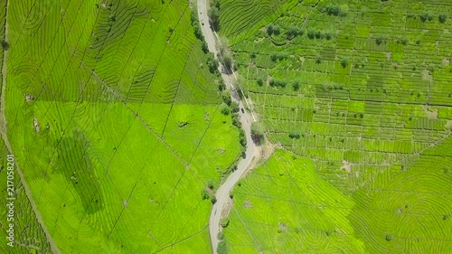 Aerial drone top view of a tea plantation near Lake Patenggang. Ciwidey Bandung, West Java, - Indonesia photo