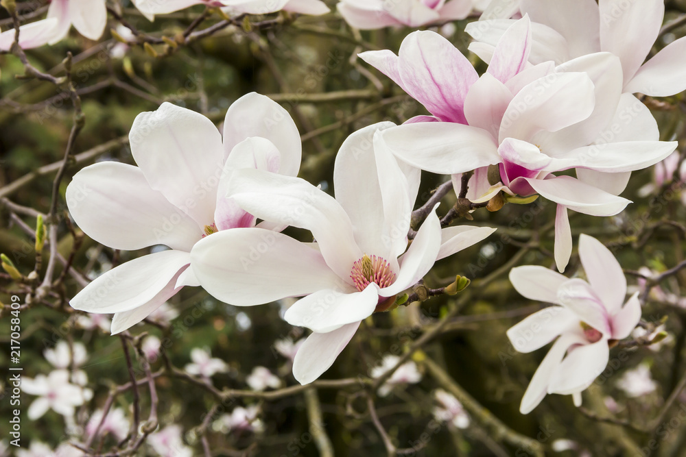Pink or white flowers of blossoming magnolia tree (Magnolia denudata) in the springtime Pink or white flowers of blossoming magnolia tree (Magnolia denudata) in the springtime
