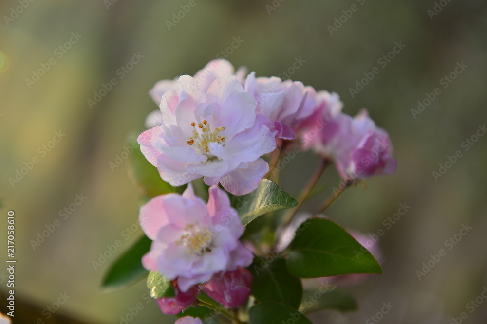 Chinese flowering crab-apple in spring Chinese flowering crab-apple in spring